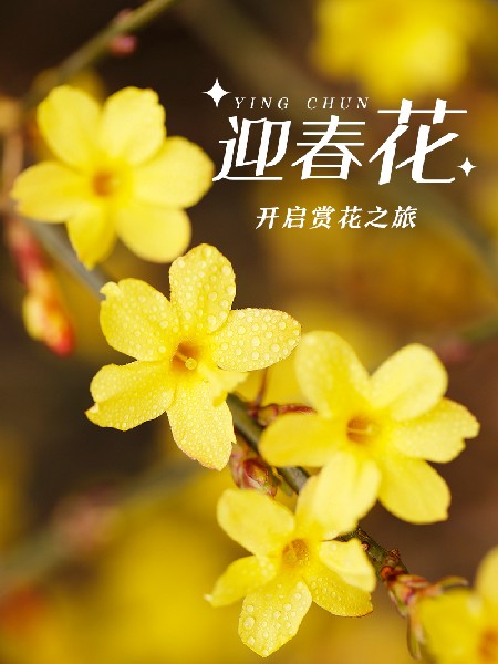 追花指南第二期！京城三月里最撩人的玉蘭觀賞地