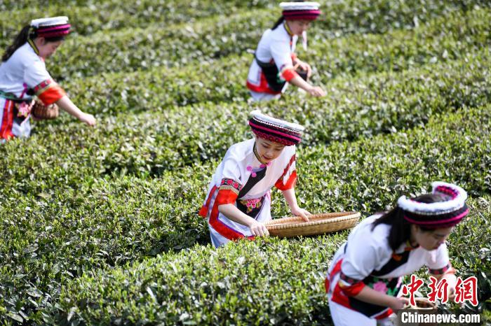 白族村民在茶園采摘?！钊A峰 攝