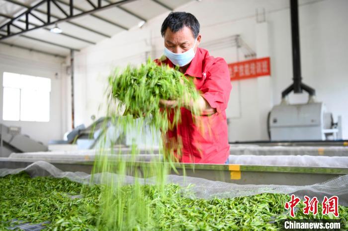 村民將茶葉攤青晾干。　楊華峰 攝