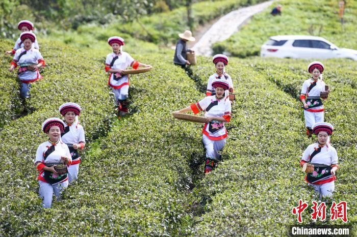 白族村民走進(jìn)茶園采摘?！钊A峰 攝