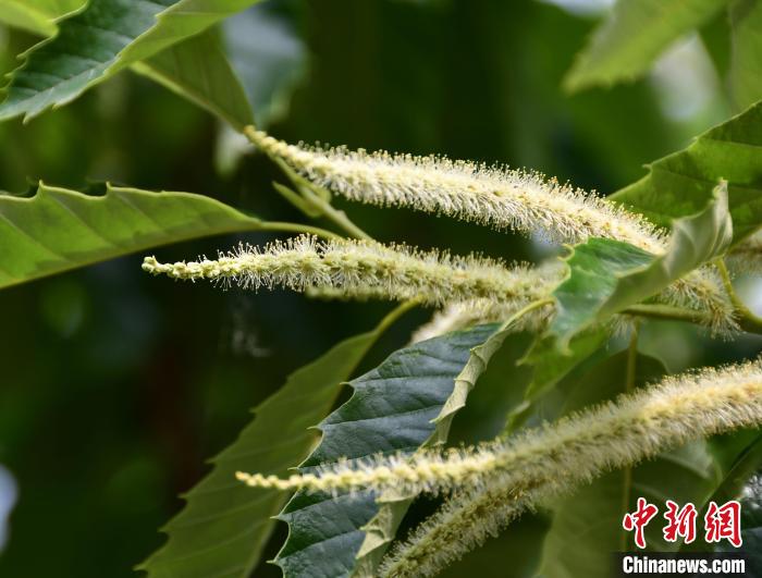毛茸茸的栗花。　郝云崎 攝