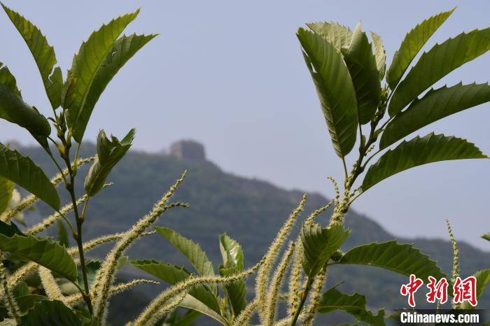 長城腳下，“栗”花盛開?！『略破?攝