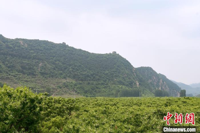 長城腳下萬畝栗花綻放，散發(fā)出淡淡清香。　郝云崎 攝