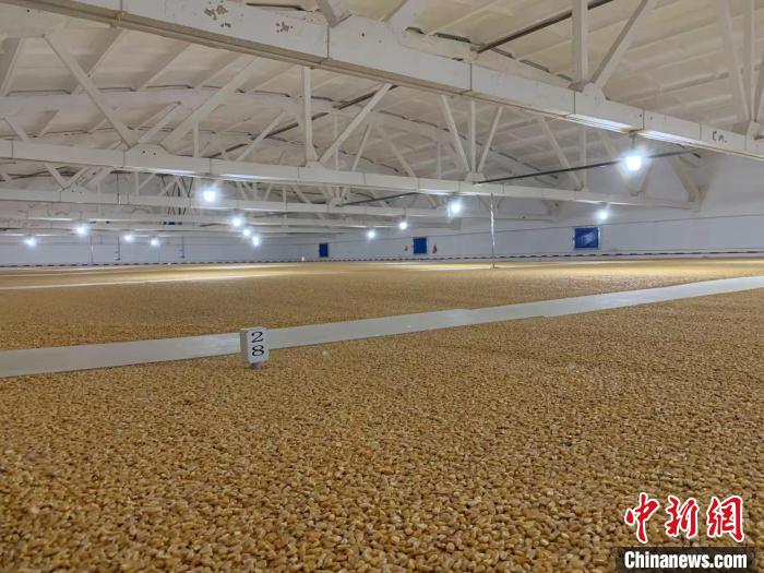倉(cāng)內(nèi)清涼干爽、遍地金黃，上千平方米的糧食盡收眼底?！⊥趸萘?攝