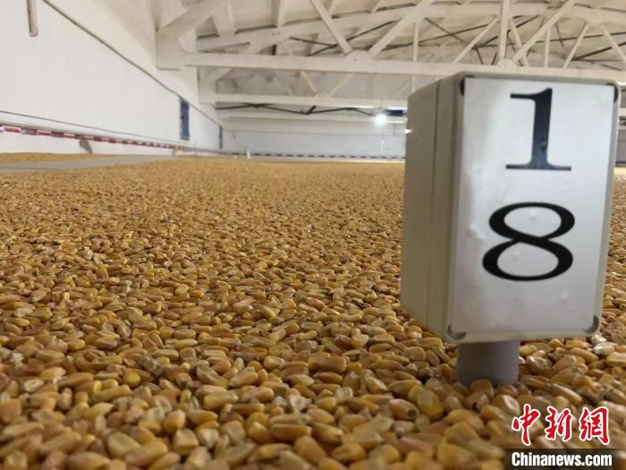 數(shù)千噸的小麥、玉米如同一塊塊被“切平”的巨型蛋糕“鑲嵌”在地面上?！⊥趸萘?攝