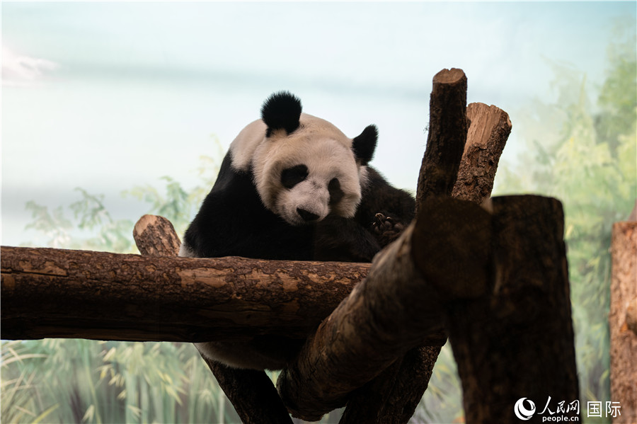 無比可愛的大熊貓“丁丁”。人民網(wǎng)記者 翁奇羽攝