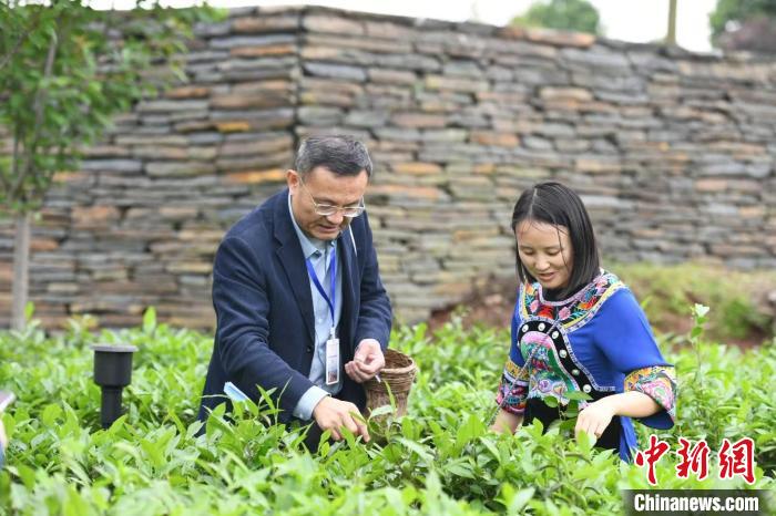 東盟國(guó)家媒體記者在辰龍關(guān)茶園采茶?！钊A峰 攝