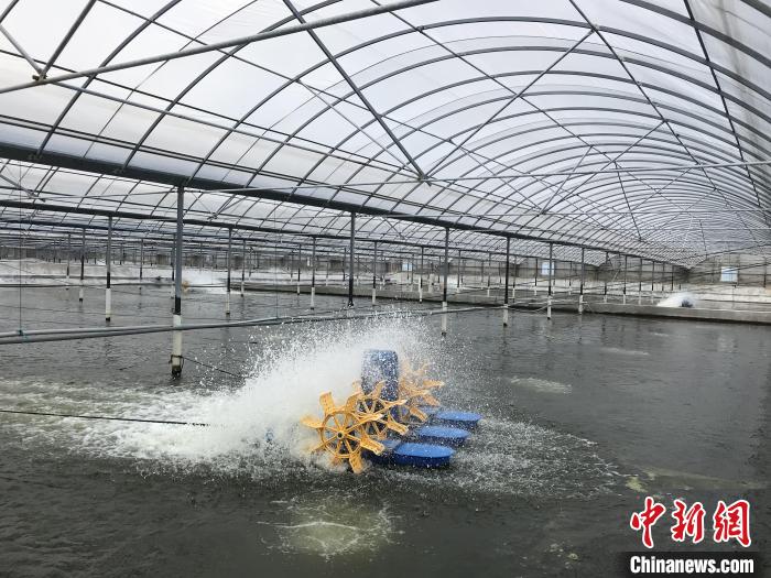 南美白對(duì)蝦養(yǎng)殖基地?！∠笊轿r蟹科技小院供圖