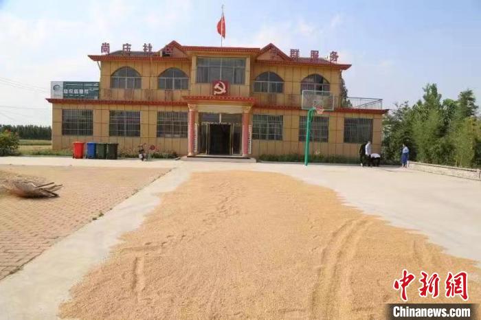 農(nóng)民在邳莊鎮(zhèn)尚莊村黨群服務(wù)中心大院里曬糧。　賈萌 攝
