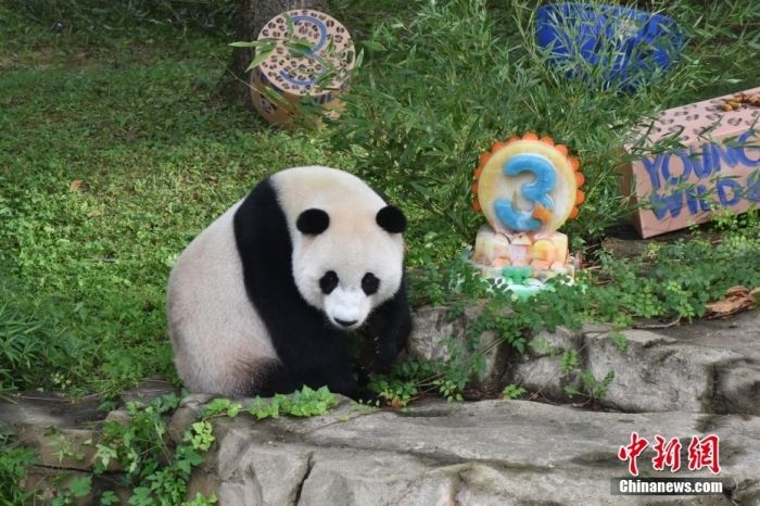 當?shù)貢r間8月21日，旅美大熊貓幼崽“小奇跡”迎來3周歲生日。華盛頓國家動物園給“小奇跡”舉辦了“生日派對”，眾多游客前來給“小奇跡”慶生。<a target='_blank' href='/'><p  align=