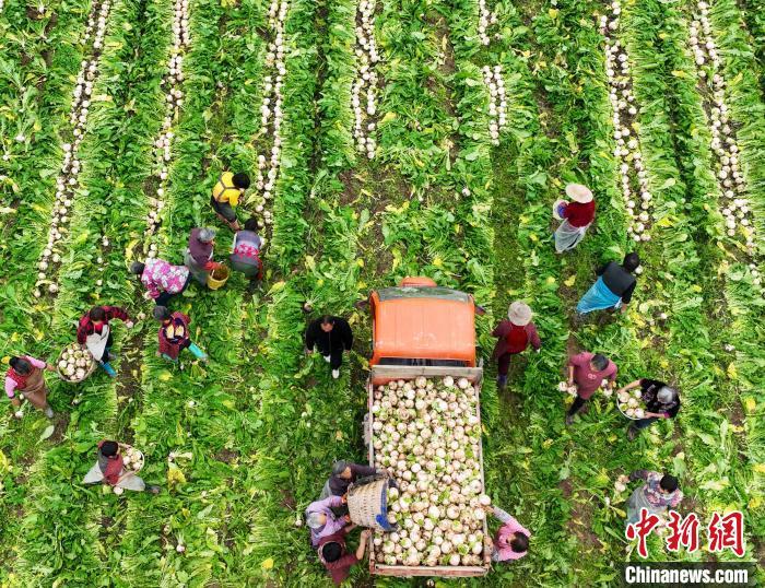 資料圖：村民在采收白蘿卜。劉永紅 攝