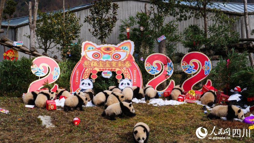 熊貓寶寶賀新春、迎冬奧。李傳有攝