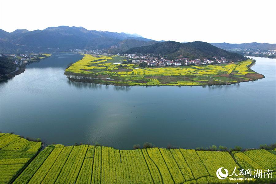 春江水暖，油菜花開。人民網(wǎng) 李芳森攝