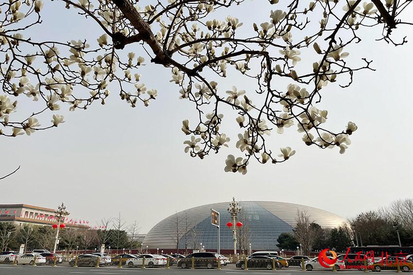 長(zhǎng)安街畔玉蘭綻放。人民網(wǎng) 尹星云攝