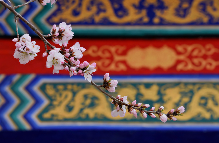 “云”賞桃花相映紅。紅橋區(qū)委宣傳部供圖