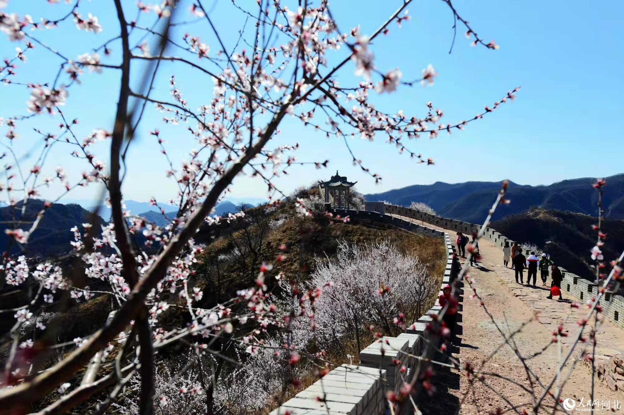 邢臺九龍峽景區(qū)鮮花盛開。 馬健攝