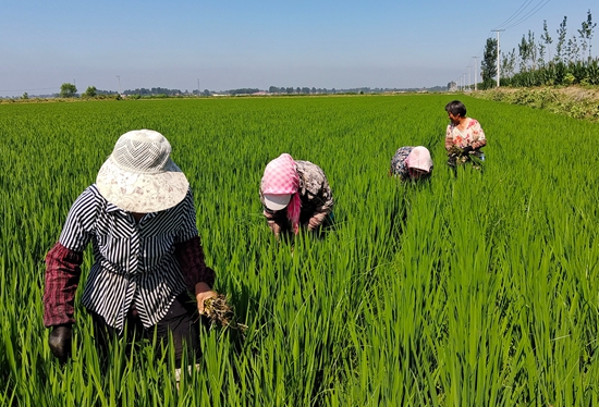 7月15日，農(nóng)民在河北省玉田縣石臼窩鎮(zhèn)王家樓村稻田勞作。 張仁杰攝