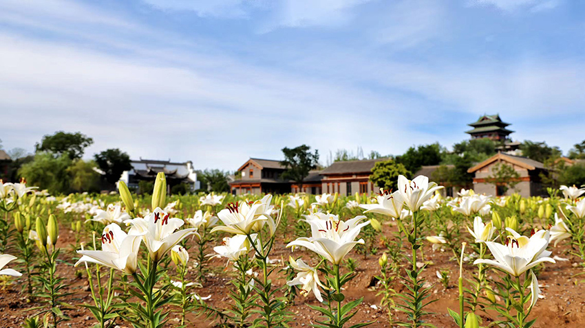 北京世園公園百合陸續(xù)盛放。（北京世園公園供圖）