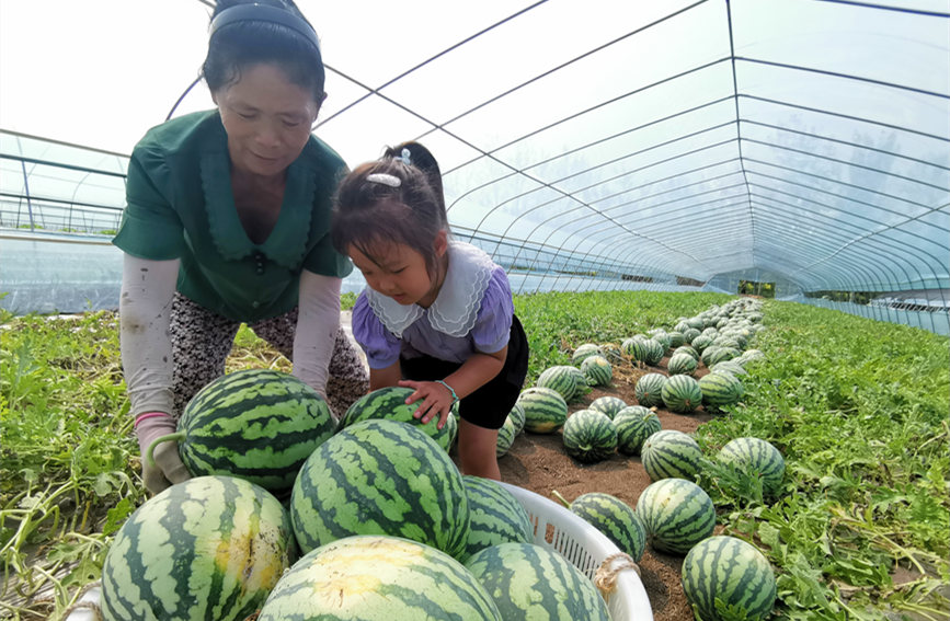 在北辰區(qū)雙街鎮(zhèn)的西瓜種植基地內(nèi)，種植農(nóng)戶們正忙著采收。陳立興攝