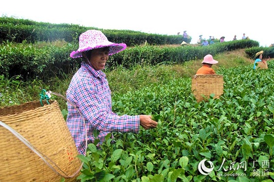 信良村茶葉種植基地里，婦女們?cè)诿χ烧枞~