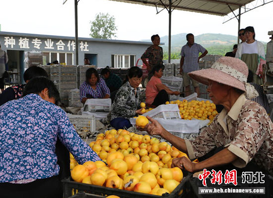 圖為秦皇島市撫寧區(qū)“首屆黃桃文化節(jié)”開幕。 許慧敏 攝