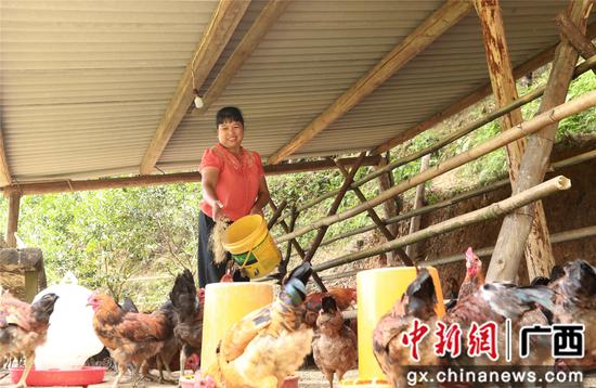 7月4日，在廣西柳州市融安縣大坡鄉(xiāng)崗偉村，脫貧戶藍(lán)遠(yuǎn)仙在給“大坡飛雞”喂食。覃慶和 攝