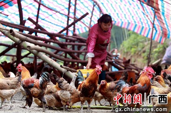 肖益群正在飼養(yǎng)土雞。