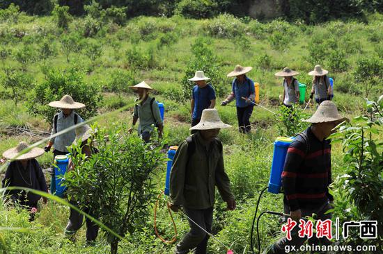 8月18日，在廣西柳州市融安縣大良鎮(zhèn)古蘭村古蘭屯，村民在金桔基地打藥。譚凱興 攝