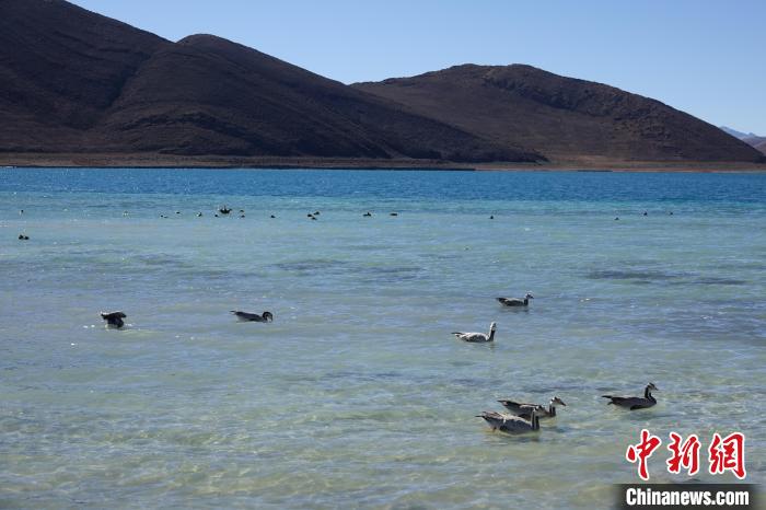 圖為過冬的候鳥在羊湖游弋?！∪轿木?攝