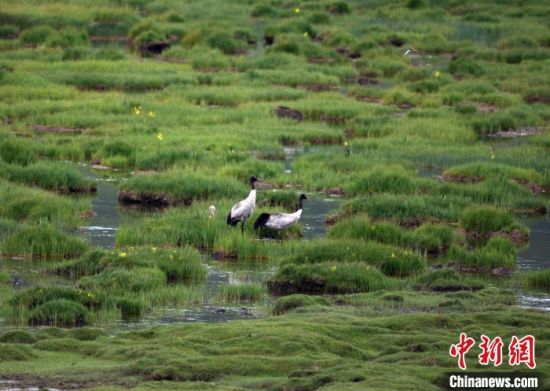 圖為祁連山國家公園青海片區(qū)內的黑頸鶴?！∑钸B山國家公園青海省管理局供圖 攝