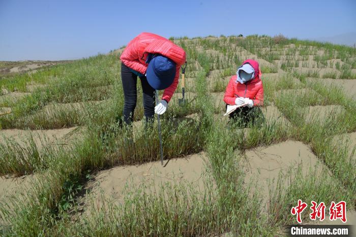 圖為工作人員在調(diào)查沙障技術(shù)成果。　張登山 攝