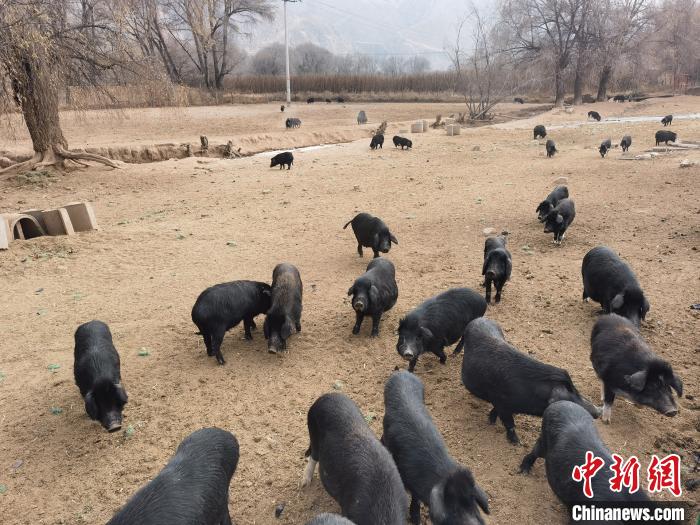 圖為藏香豬?！∑钤鲚?攝