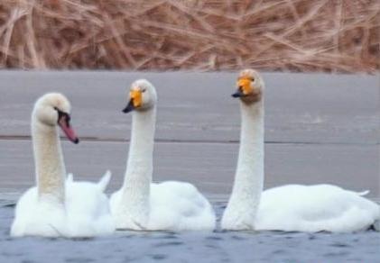 圖為疣鼻天鵝與大天鵝?！∏嗪夜珗@觀鳥協(xié)會供圖 攝