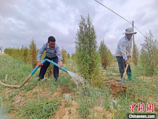 圖為扎西和村民給樹澆水?！∑钤鲚怼z