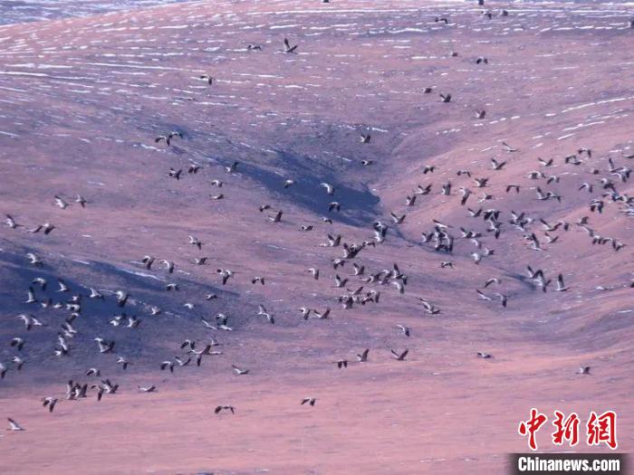 圖為黑頸鶴翔集于青海嘉塘草原上。　青海省玉樹(shù)藏族自治州稱(chēng)多縣委宣傳部供圖