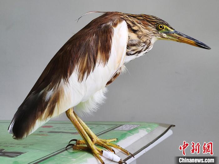 圖為被救助的國家一級重點保護動物池鷺?！×鴿商?攝