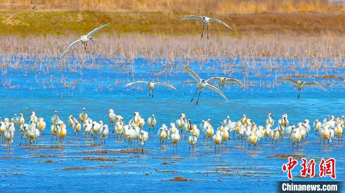 沿海濕地，鳥(niǎo)類(lèi)天堂?！←}城市委宣傳部供圖