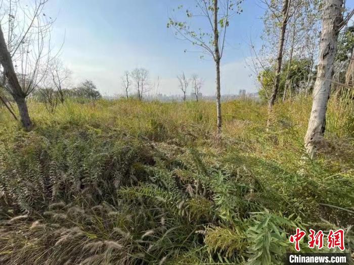 發(fā)現(xiàn)的加拿大一枝黃花。　楊波 攝