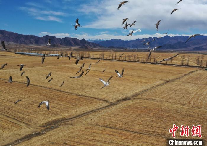 圖為黑頸鶴在拉薩市林周縣境內(nèi)飛翔?！∝暩聛硭?攝
