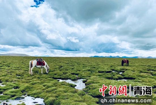圖為長江南源沼澤濕地。李江寧攝