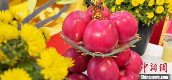 2021年10月15日，中國蘋果首屆產(chǎn)銷峰會(huì)暨甘肅平?jīng)龉焚Q(mào)易大會(huì)在平?jīng)鍪徐o寧縣開幕。(資料圖) 魏建軍 攝