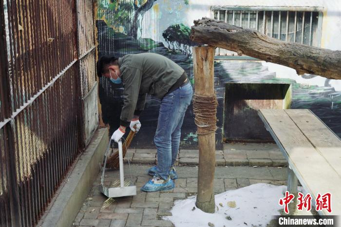 圖為雪豹“奶爸”史壽軍正在打掃豹館衛(wèi)生?！●R銘言 攝