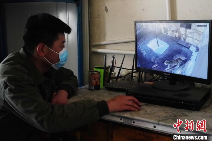 圖為雪豹“奶爸”史壽軍通過監(jiān)控察看雪豹情況?！●R銘言 攝