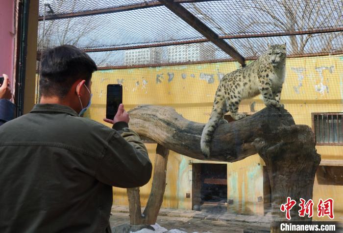圖為雪豹“奶爸”史壽軍正在直播?！●R銘言 攝