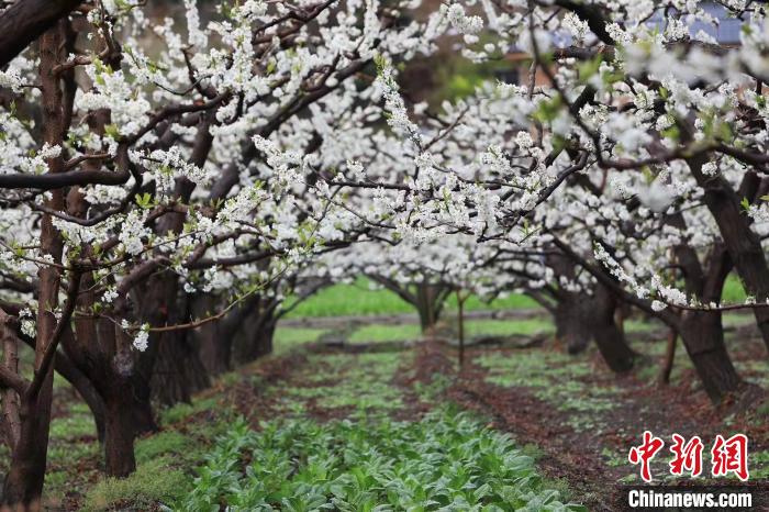 四川茂縣：8萬(wàn)余畝李花盛開美如畫