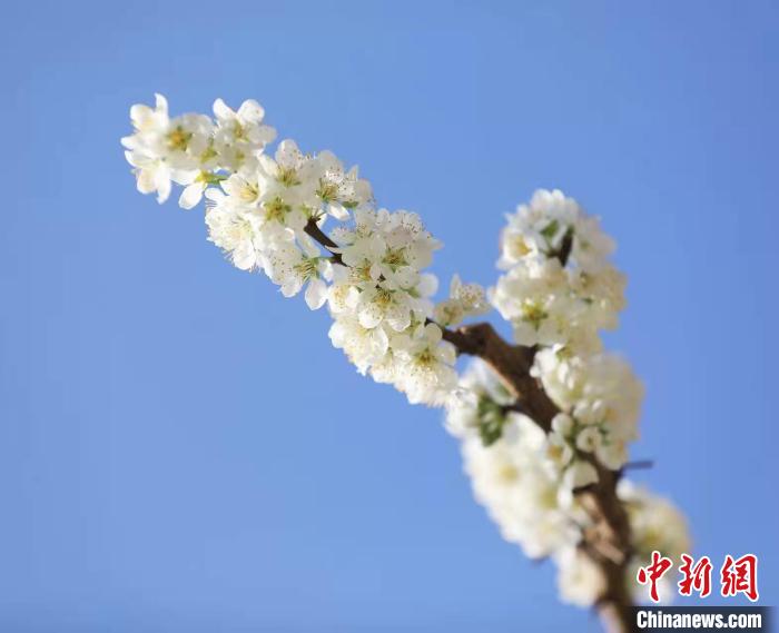 李花盛開?！『吻搴?攝