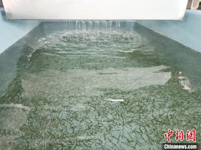 圖為正在育苗。　張?zhí)砀?攝