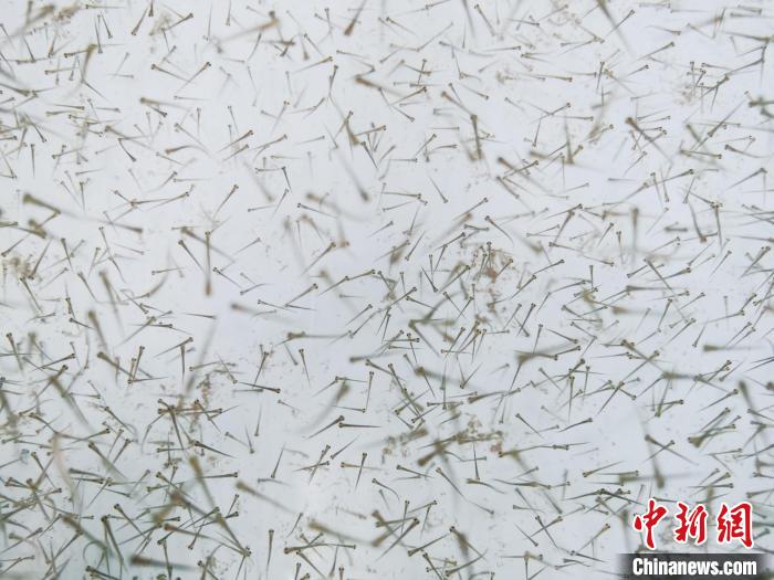 圖為魚苗?！?zhí)砀?攝