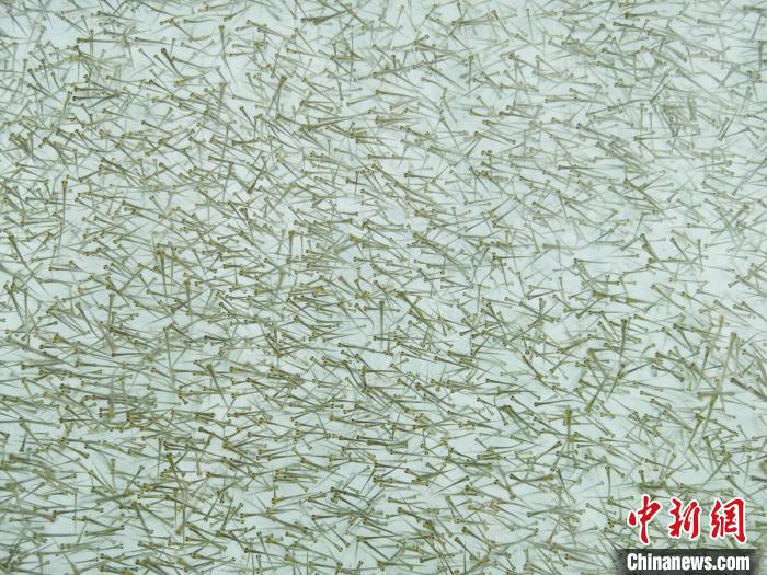 圖為密集培育的魚苗?！?zhí)砀?攝
