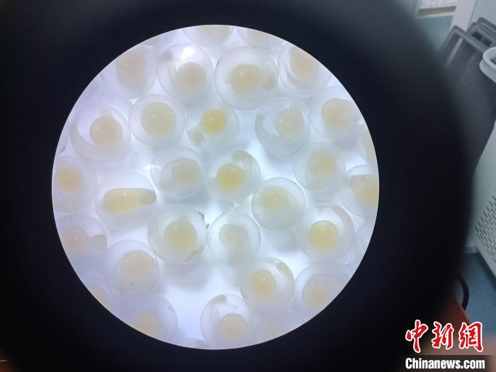 圖為顯微鏡下的魚卵?！∏嗪：沲幘茸o中心 供圖